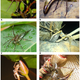Illustration for article titled Fish-Eating Spiders Are Everywhere